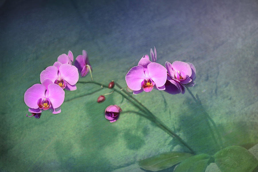 Flower Photograph - Divine Orchids by Lorraine Baum