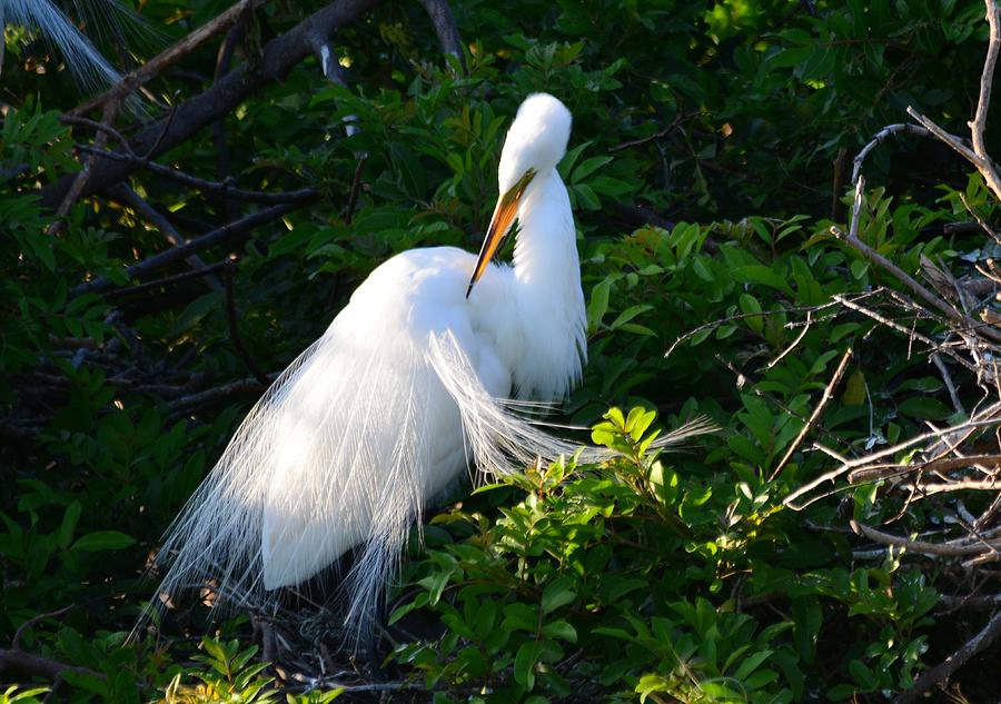 Divine White Bird Grooming Photograph by Patricia Twardzik