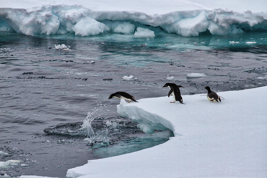Diving Adelie Penguins Photograph by John Haldane