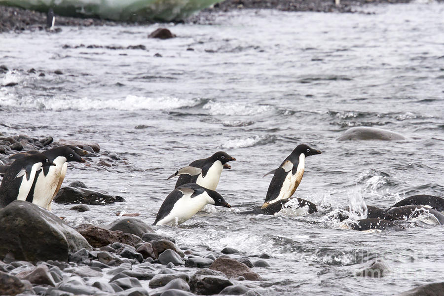 Diving adelie penguins, Paulet Island, Antarctica Photograph by Karen Foley