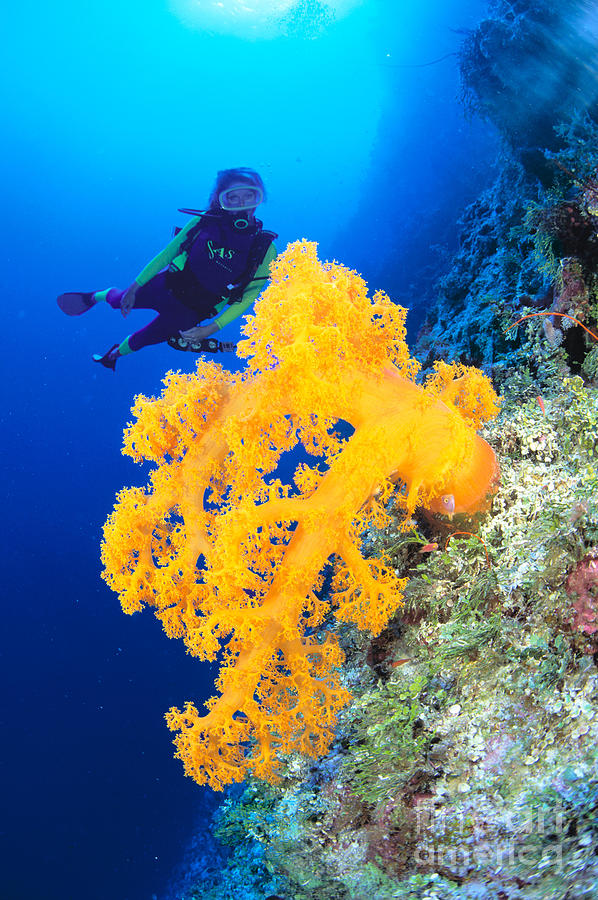 Diving, Australia Photograph by Dave Fleetham - Printscapes