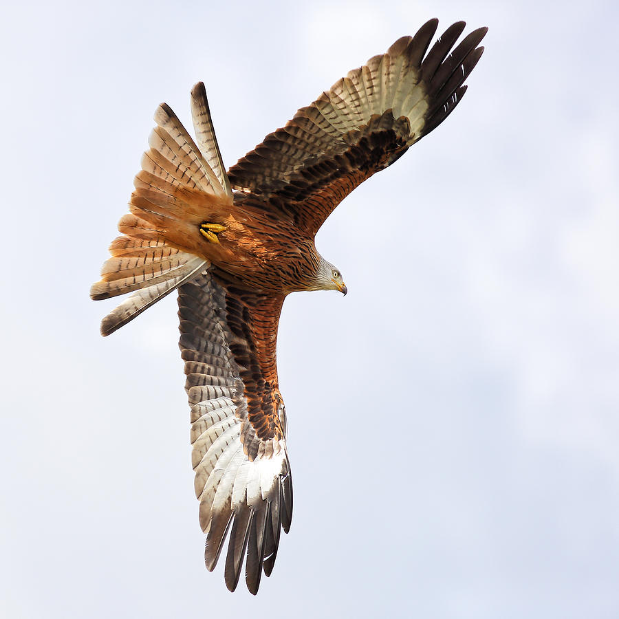 Diving bird of prey Photograph by Grant Glendinning