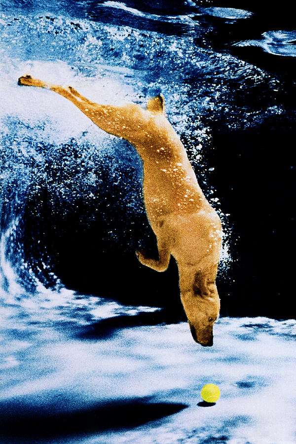Animal Photograph - Diving Dog Underwater by Jill Reger