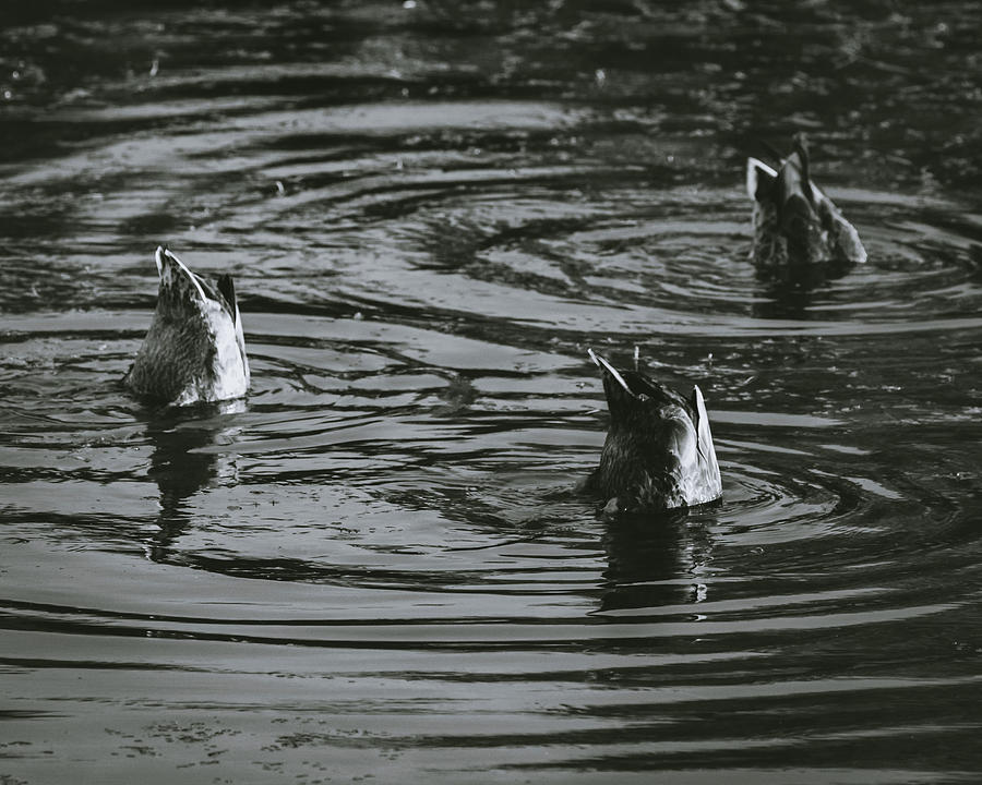 Diving Ducks Photograph by Catherine Avilez