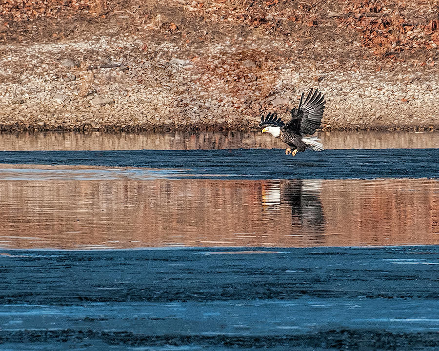 Eagle Photograph - Diving for Fish by Phyllis Taylor