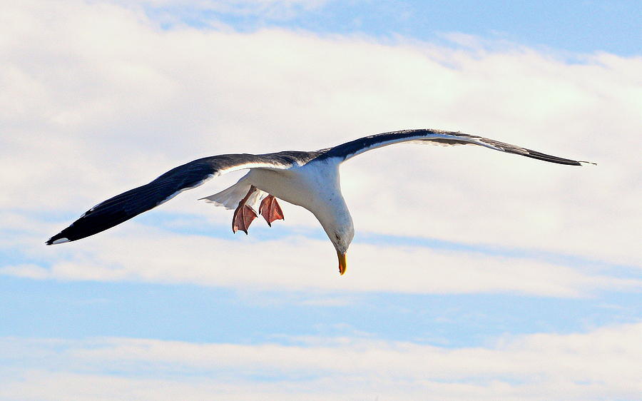 Diving Gull Photograph by AJ Schibig
