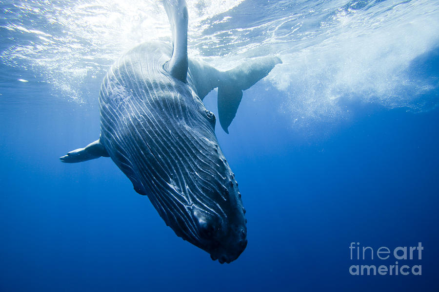 Diving Humpback Whale Photograph by Dave Fleetham - Printscapes