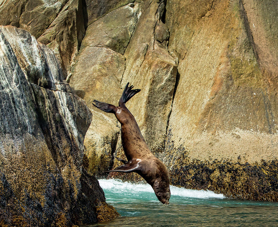 Sea Lion Nose Dive Photograph by Steven Upton