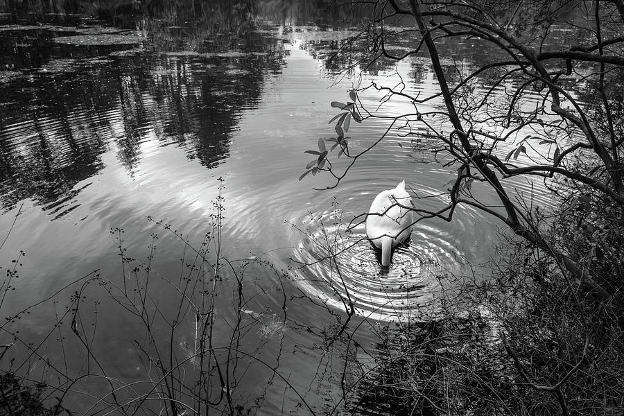 Swan Dive Photograph by Glenn DiPaola