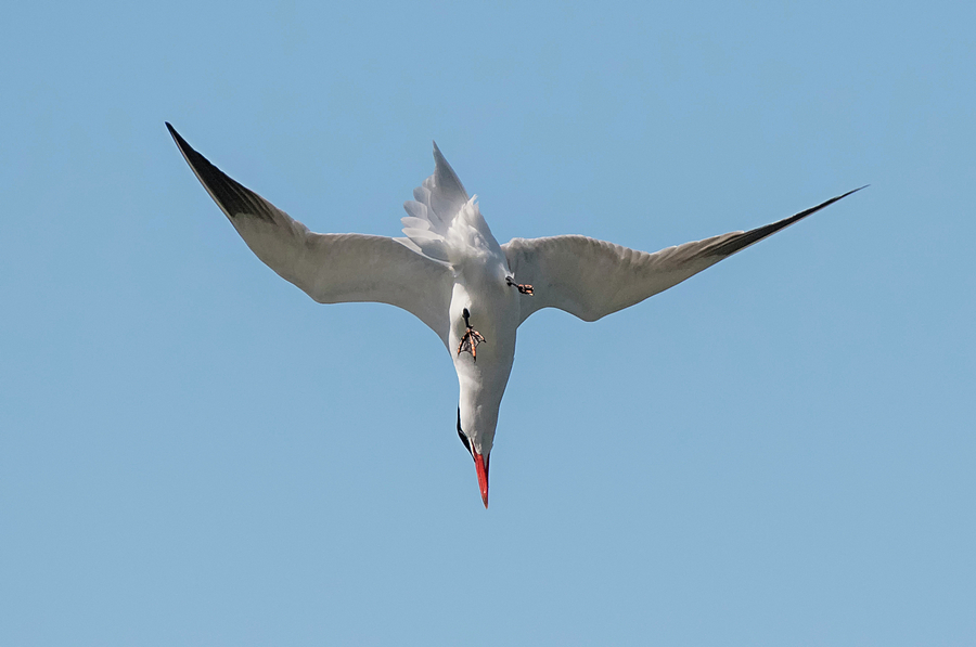 Diving Tern Photograph by Loree Johnson
