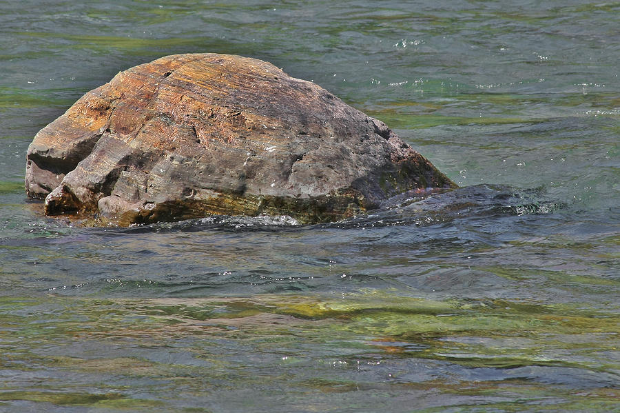Turtle Photograph - Diving Turtle Rock - Flathead River Middle Fork MT by Alexandra Till