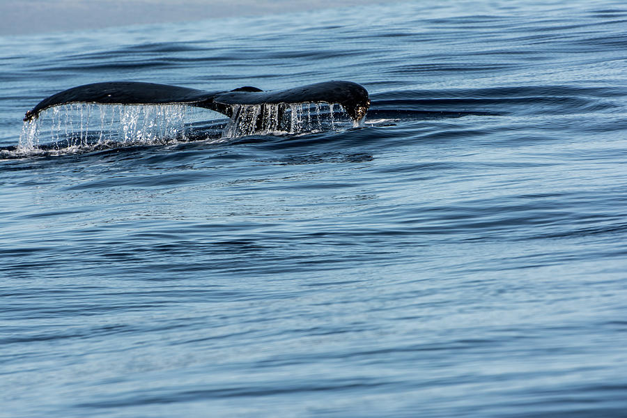 Diving Under by Colleen Coccia Diving Under by Colleen Coccia
