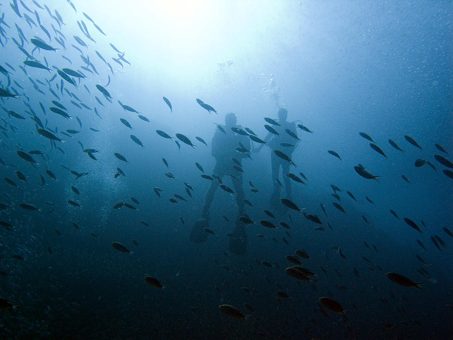Diving with Fishes Photograph by Matt Swinden