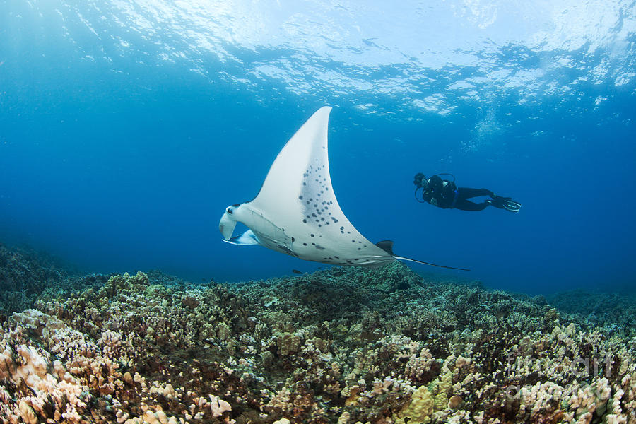 Diving with Manta Ray Photograph by Dave Fleetham - Printscapes