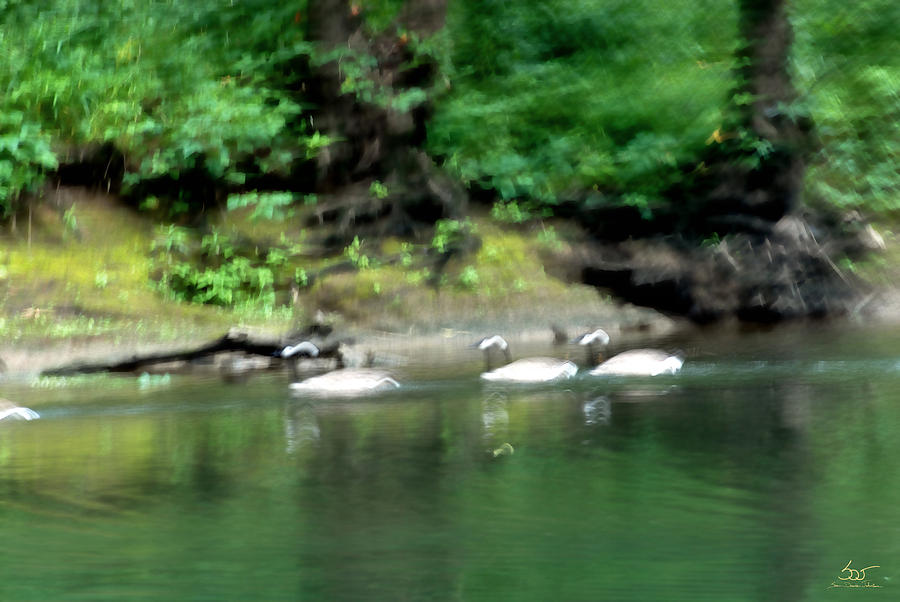 Dix River Wild Geese Photograph by Sam Davis Johnson