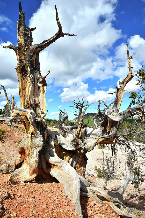 Dixie Bristlecone Pine Photograph by Ray Mathis