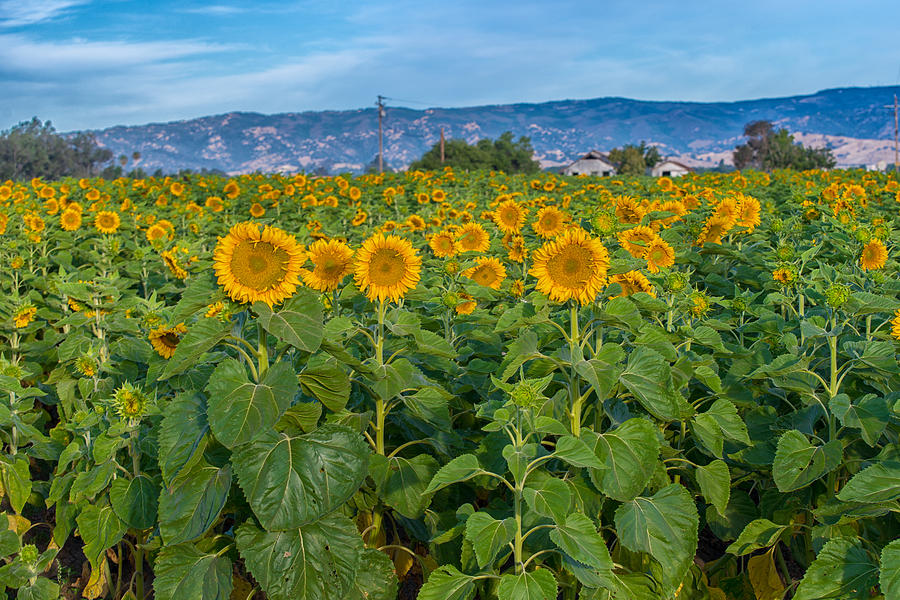 Dixon Sunflowers Photograph by Robin Mayoff