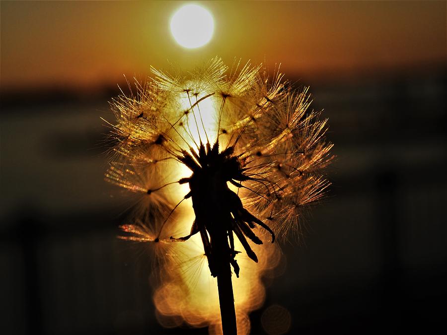 Dandelion Sunset Photograph by Jerry Connally