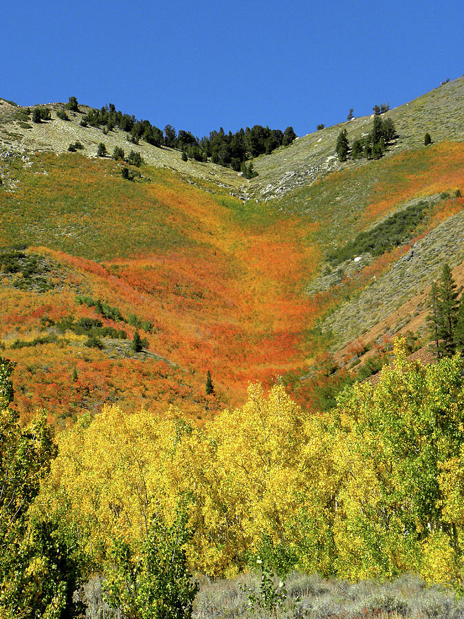 DM6491 Fall Colors near North Lake Ca Photograph by Ed Cooper Photography