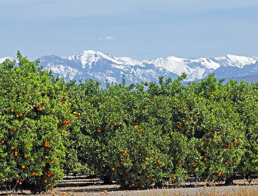 DM6850-E Orange Grove and the Sierra Nevada CA Photograph by Ed Cooper Photography