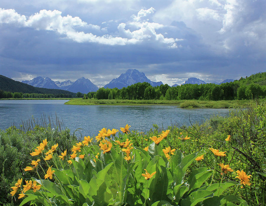 DM9235 Mt. Moran from Oxbow Bend Photograph by Ed Cooper Photography