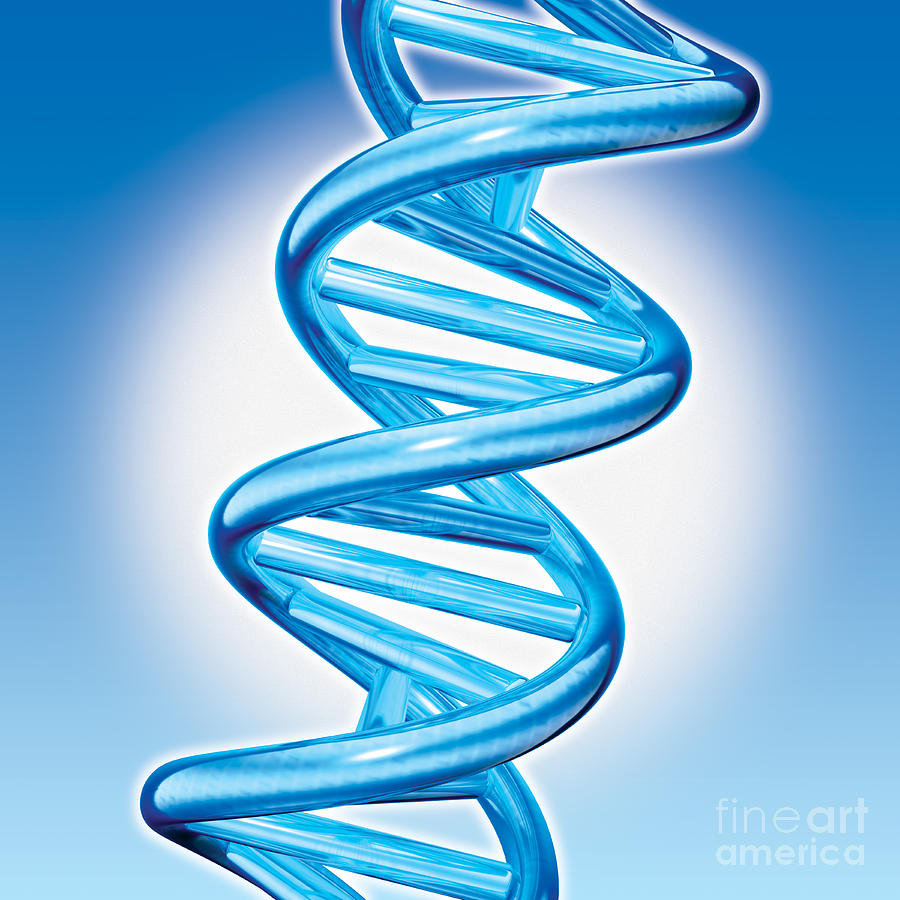 Dna Digital Art - DNA Double Helix by Marc Phares and Photo Researchers