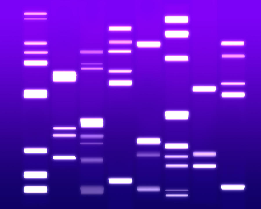 Dna Digital Art - DNA purple by Michael Tompsett