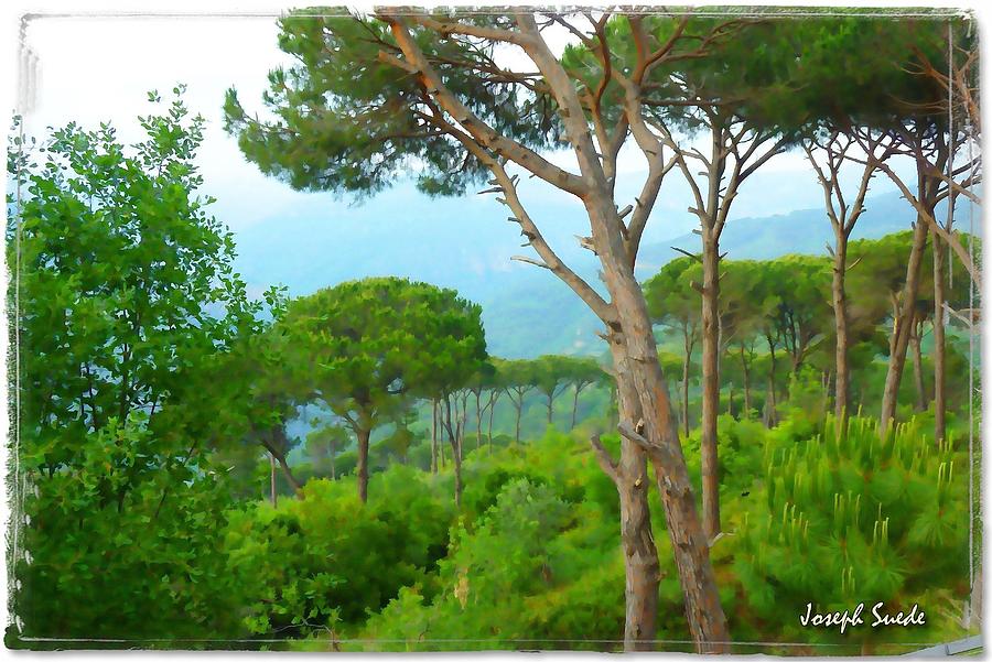 Tree Photograph - DO-00301 Pine Trees Forest in Aaraya by Digital Oil