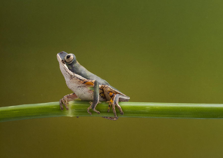 Wildlife Photograph - Do I See a Cricket? by Denise Saldana