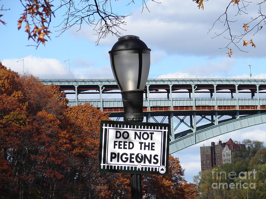 Do Not Feed the Pigeons Photograph by Cole Thompson
