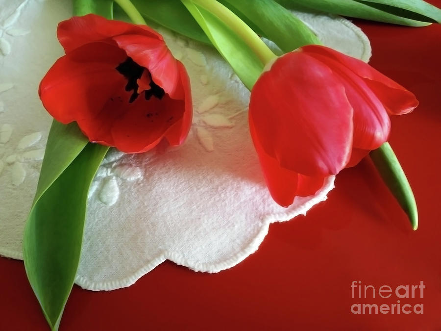 Tulip Photograph - Do Not Forget by Jasna Dragun