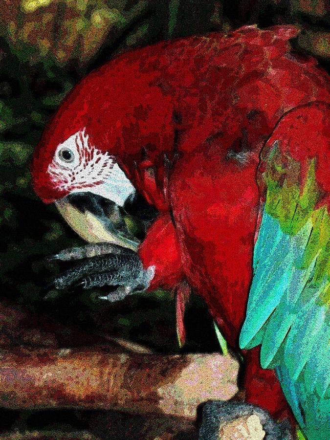 Parrot Photograph - Do Not Step On My Toes 3 by Sherry Holder Hunt