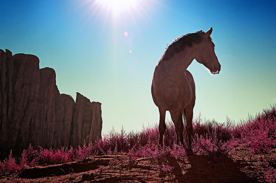 Horse Photograph - Do Not Take Photos Of Me by Radek Spanninger Horse Photograph - Do Not Take Photos Of Me by Radek Spanninger