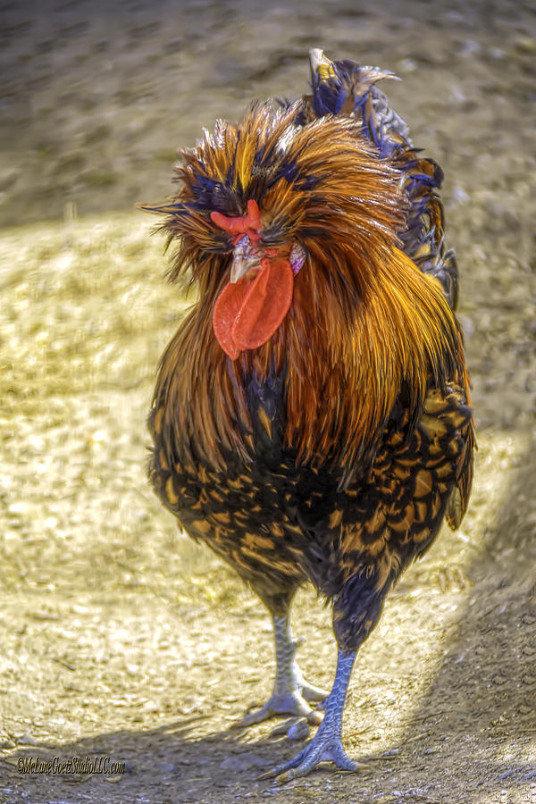 Chicken Photograph - Do not wake Mr Rooseter by LeeAnn McLaneGoetz McLaneGoetzStudioLLCcom