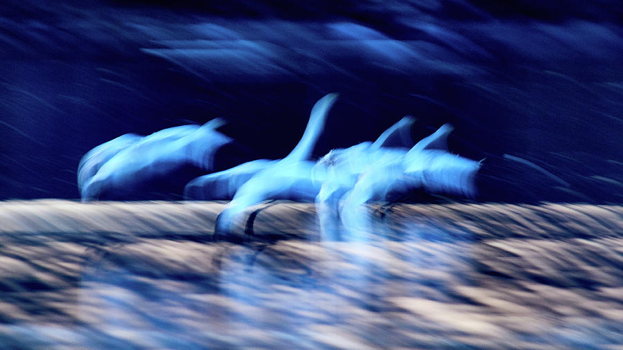 Do the Dance 1. Whooper Swan Photograph by Jouko Lehto