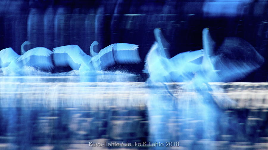 Do the Swan Dance. Whooper Swan Photograph by Jouko Lehto