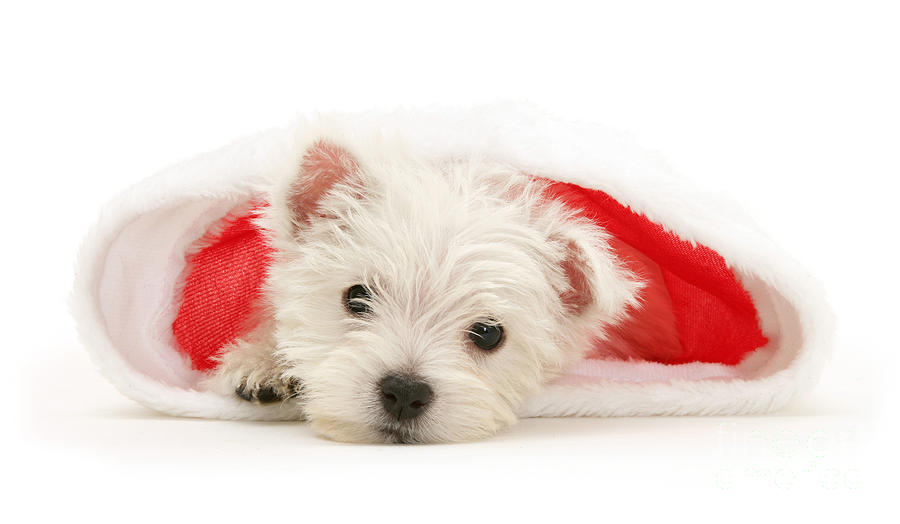 Do you believe in Santa Photograph by Warren Photographic Do you believe in Santa Photograph by Warren Photographic