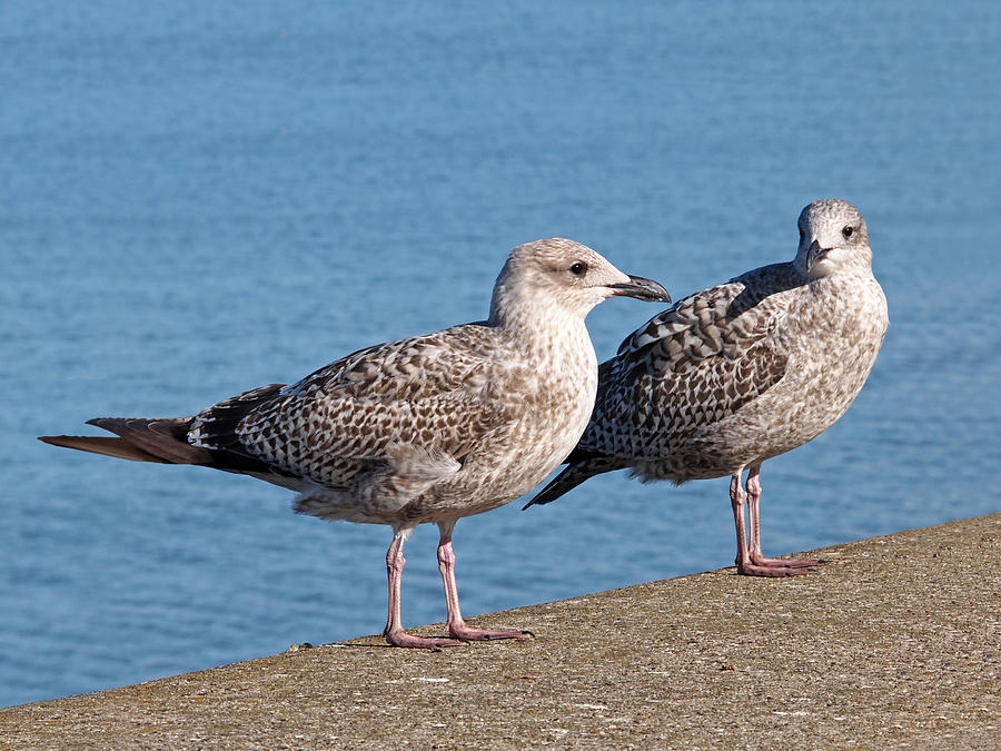 Seagull Photograph - Do You Come Here Often by Gill Billington