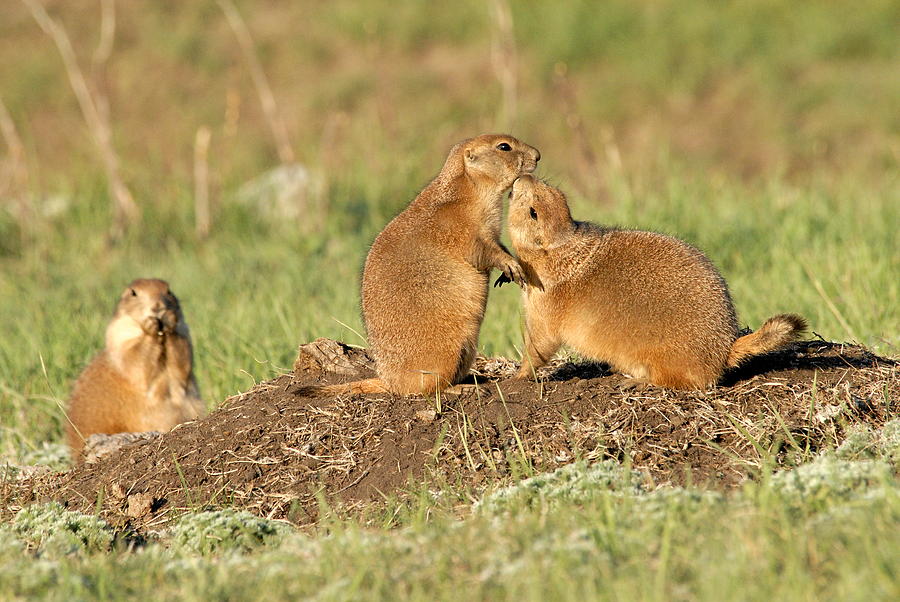 Prairie Dog Photograph - Do you HAVE to do that in public by Larry Ricker