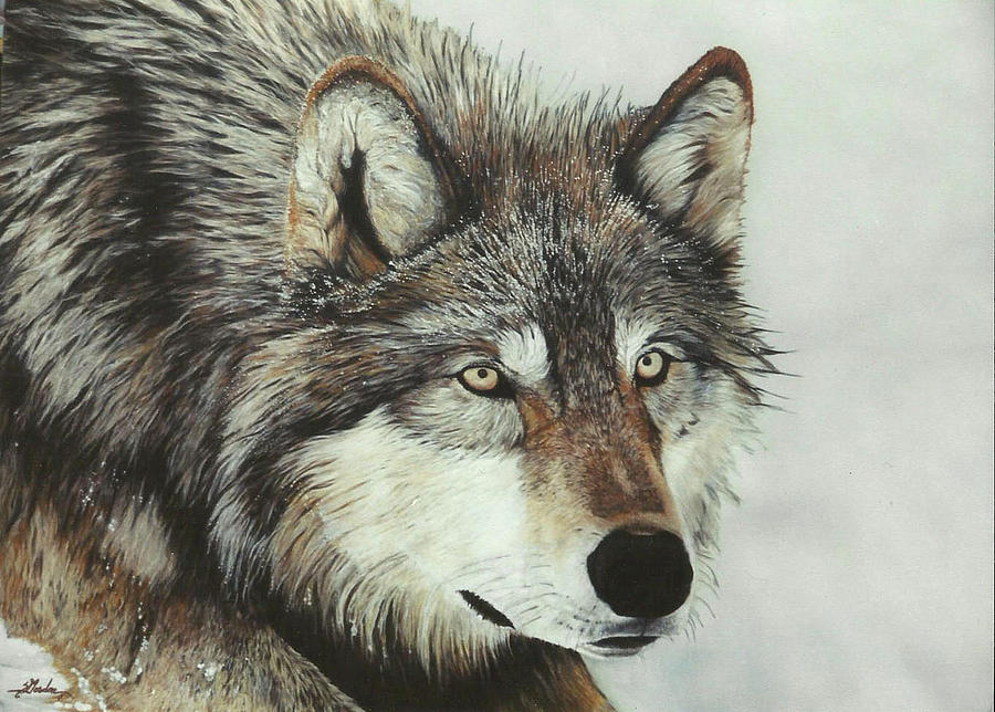 Wolves Painting - Do You See What I See - wolf by Susie Gordon