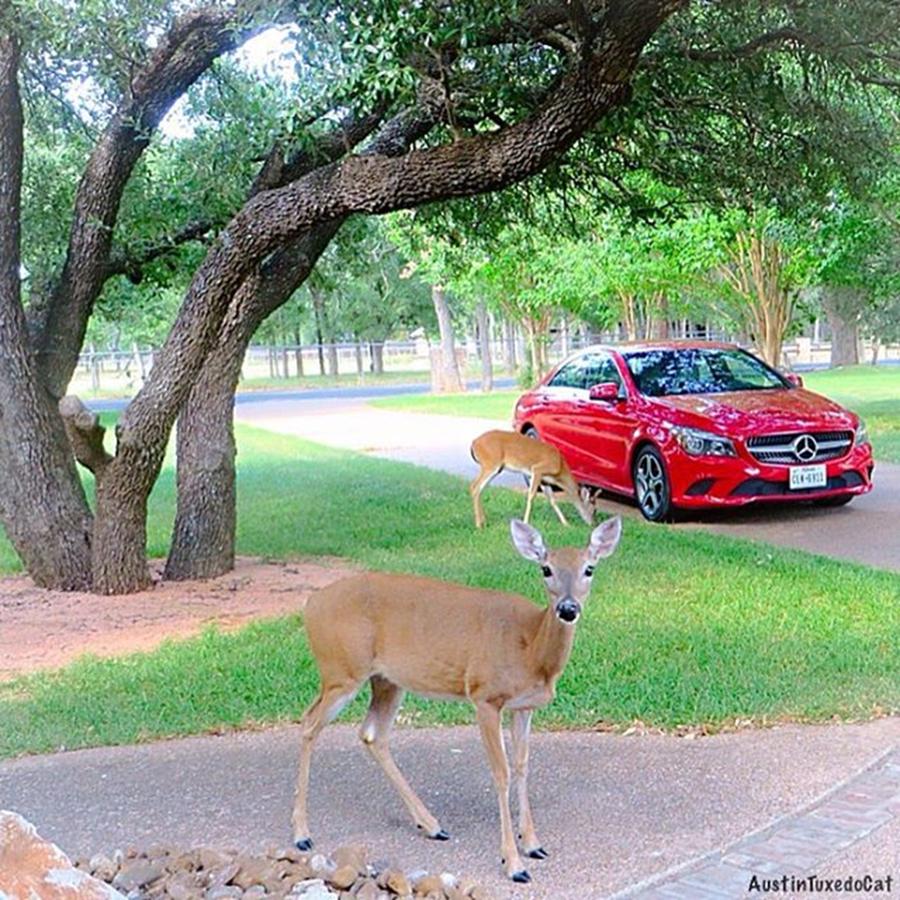 Deer Photograph - Do You Think She Wants A Ride? by Austin Tuxedo Cat