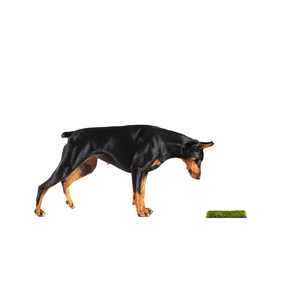 Best Toys for Doberman Pinschers - Doberman Planet