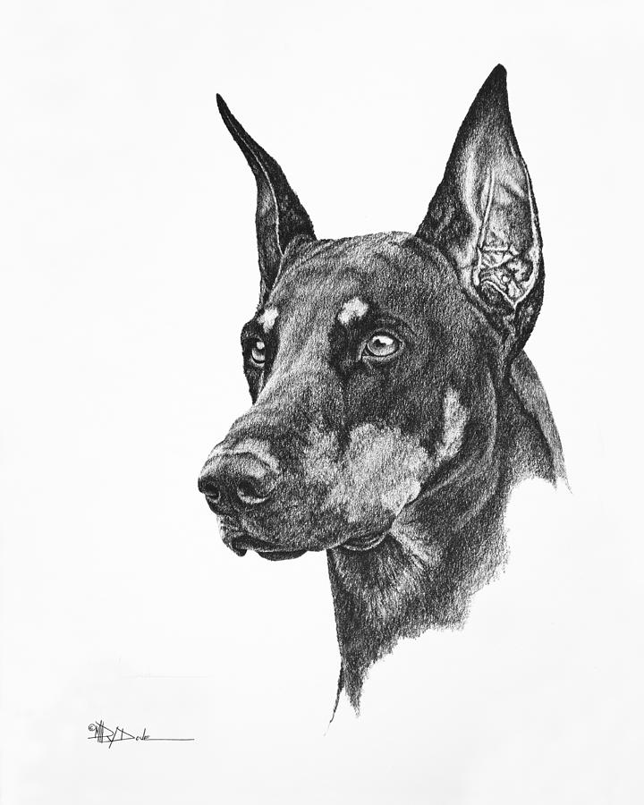 Doberman Trial Show Dog with a Long Ear Cut_Dobe Drawing by Mary Dove