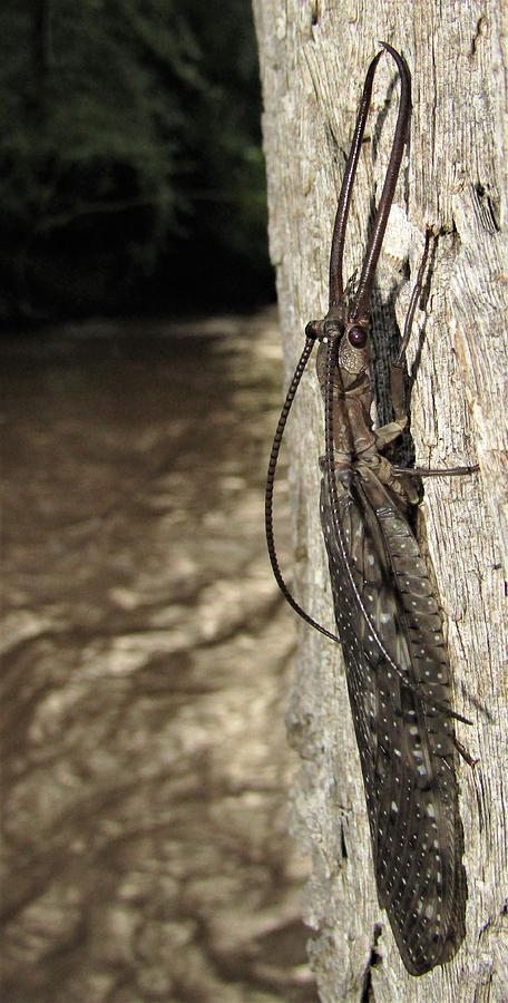 Dobsonfly Photograph by Joshua Bales