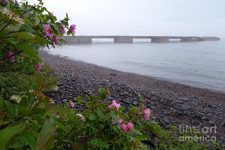 Dock and Wild Roses Photograph by Sandra Updyke