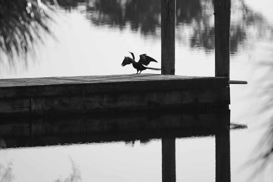 Dock Bird Pre Flight Photograph by Rob Hans