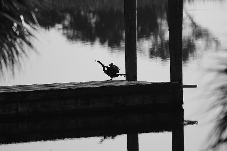 Pier Photograph - Dock Bird by Rob Hans