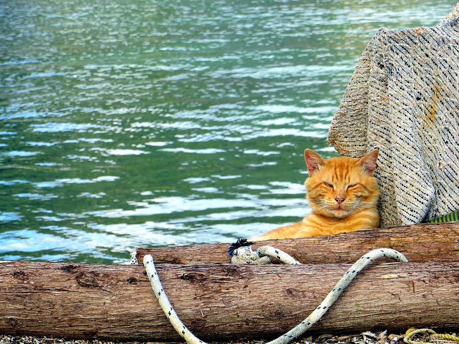 Dockside Cats