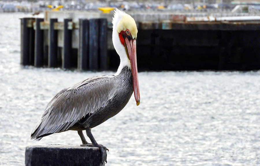 Dockside Pelican Photograph by Beth Myer Photography