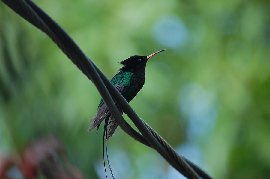 Doctor Bird Photograph by Cheryl Burke Fine Art America